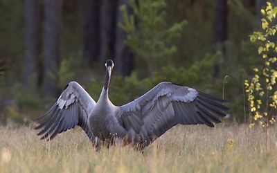 The wildlife of the Baltics 