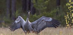 The wildlife of the Baltics 